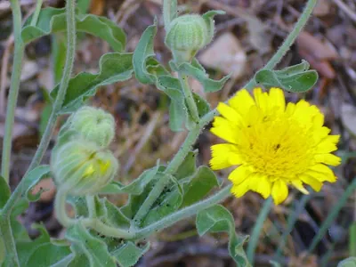 Andryala integrifolia