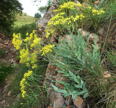 Senecio venosus