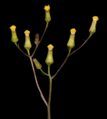 Senecio quadridentatus