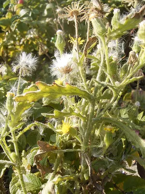 Sticky ragwort