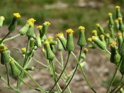 Heath Groundsel