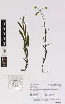 Senecio skirrhodon