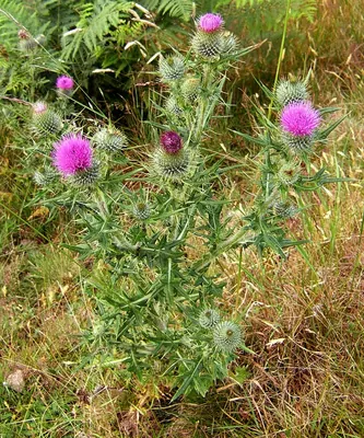 Spear Thistle