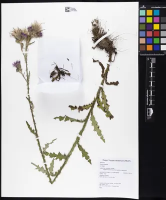Marsh thistle