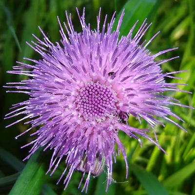 Cirsium rivulare