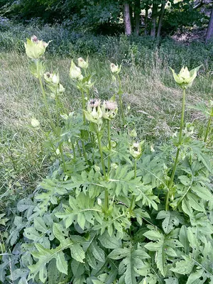 Cabbage Thistle