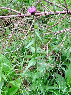Melancholy Thistle