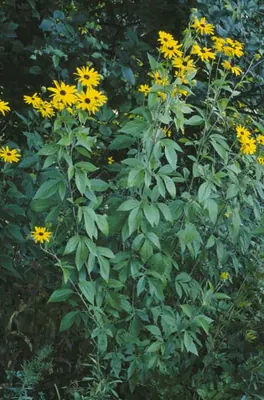 Sweet coneflower