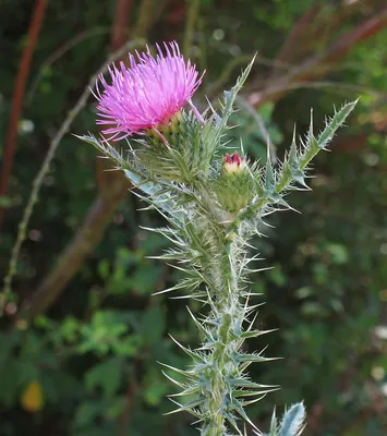 Bristly thistle