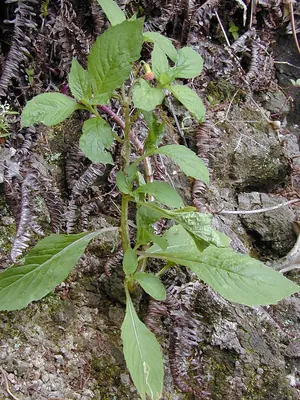 Redflower ragleaf