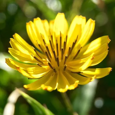 Ixeris japonica