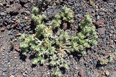 Filago desertorum