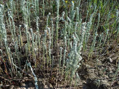 Field cudweed