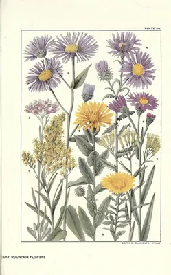Dieteria bigelovii