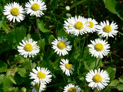Lawn-daisy