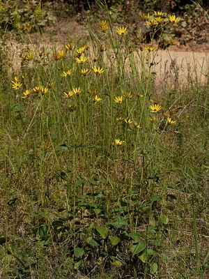 Rosinweed sunflower