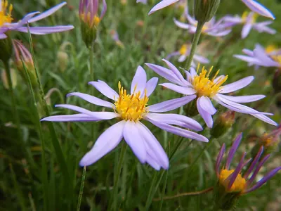 Rocky Mountain aster