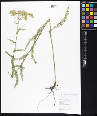Common yarrow