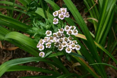 Chinese yarrow