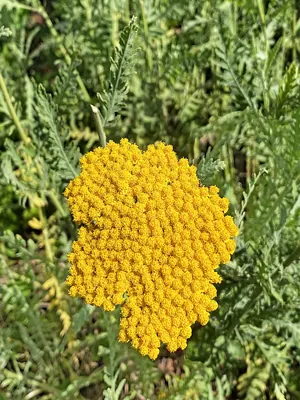 Fernleaf yarrow