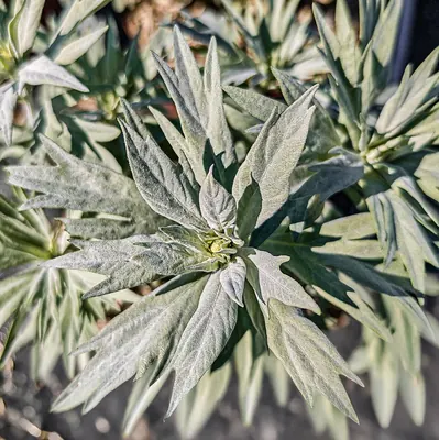 White sagebrush