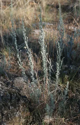 Prairie sagewort