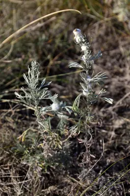 Artemisia austriaca