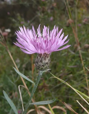 Spotted knapweed