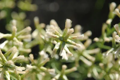 Baccharis genistifolia