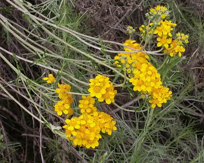 Golden-yarrow