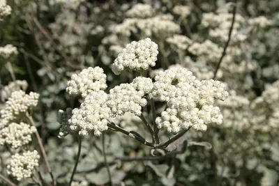 Licorice-plant