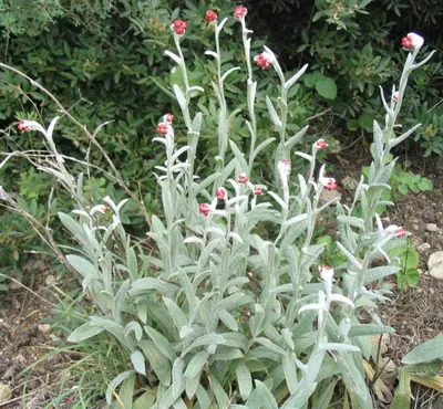 Helichrysum sanguineum