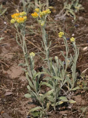 Strawflower
