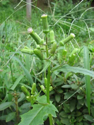 White Fireweed