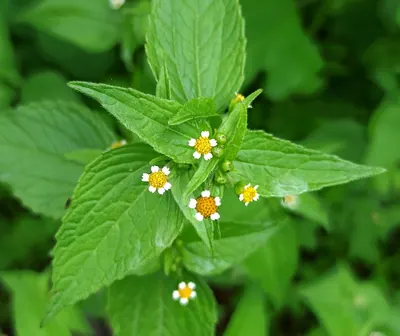 Smooth peruvian daisy