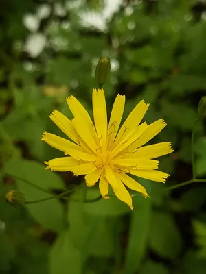 Common nipplewort