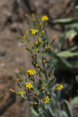 Prickly hawkweed