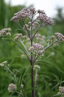 Eutrochium maculatum
