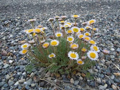 Cutleaf daisy