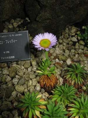 Flett's fleabane