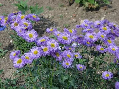 Aspen fleabane