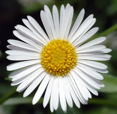 Latin American fleabane