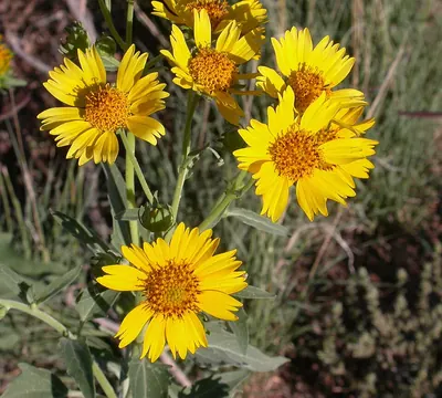 Golden crownbeard