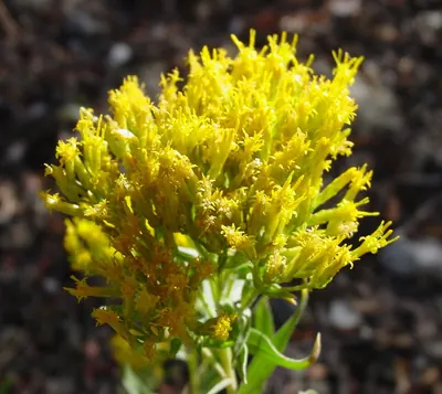 Yellow rabbitbrush