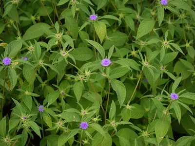 Phyllocephalum scabridum
