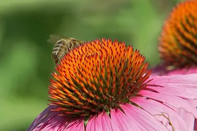 Eastern purple coneflower