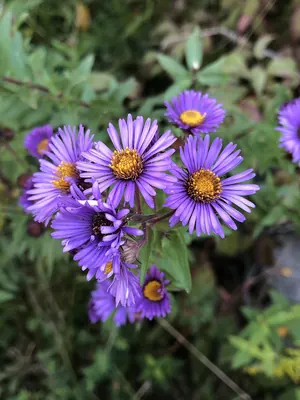 New England aster