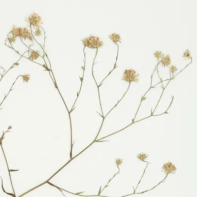 Symphyotrichum regnellii