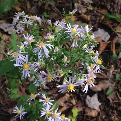 Wavyleaf aster