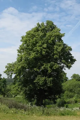 Small-leaved Lime